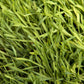  Organic Cereal Rye Seed (Cold Hardy) (lb) Cover Crop