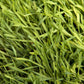 Organic Cereal Rye Seed (Cold Hardy) (lb) - Grow Organic