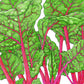 Organic Chard, Flamingo Pink (1/4 lb) - Grow Organic Organic Chard, Flamingo Pink (1/4 lb) Vegetable Seeds