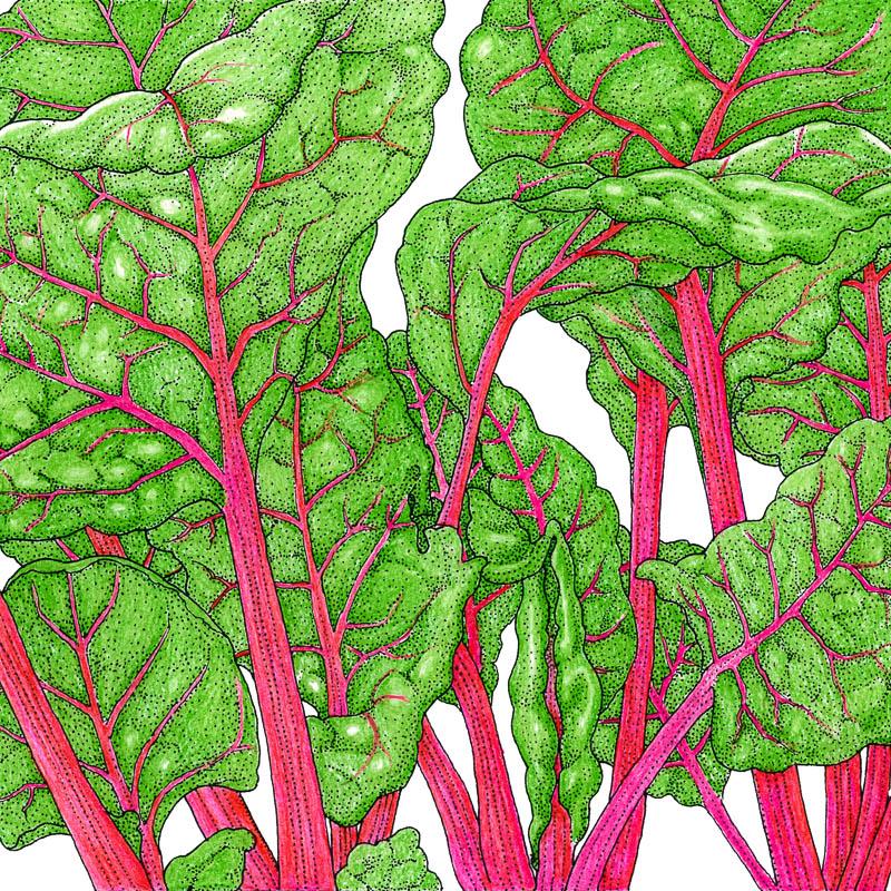 Organic Chard, Flamingo Pink (1/4 lb) - Grow Organic Organic Chard, Flamingo Pink (1/4 lb) Vegetable Seeds