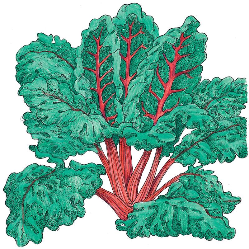 Organic Chard, Red Ruby (1/4 lb) - Grow Organic Organic Chard, Red Ruby (1/4 lb) Vegetable Seeds