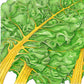 Organic Chard, Yellow (1/4 lb) - Grow Organic Organic Chard, Yellow (1/4 lb) Vegetable Seeds