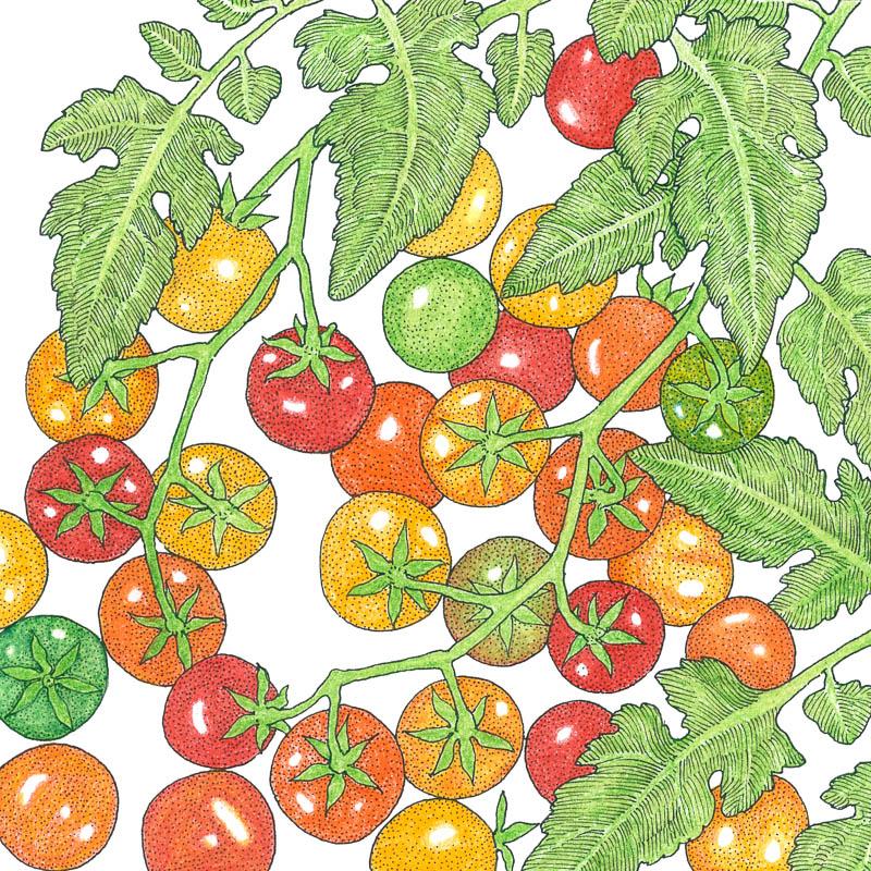 Organic Cherry Tomato, Bi-color (1 oz) - Grow Organic Organic Cherry Tomato, Bi-color (1 oz) Vegetable Seeds