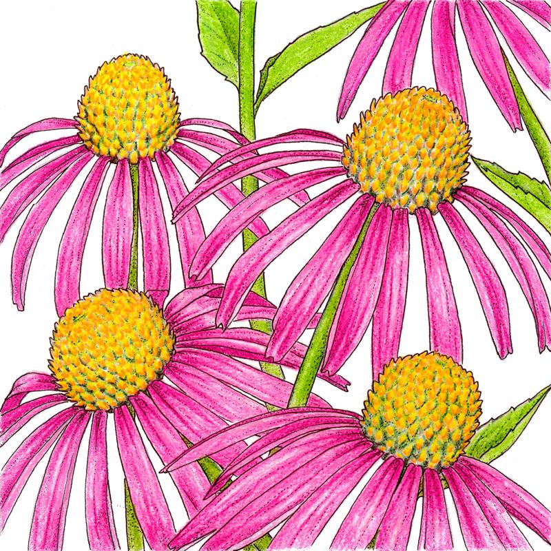 Organic Coneflower, Common Purple (1 oz) - Grow Organic Organic Coneflower, Common Purple (1 oz) Flower Seed & Bulbs