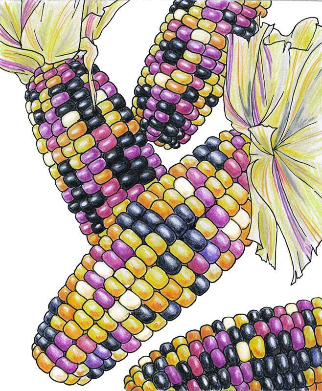 Organic Corn, Cherokee Long Ear Popcorn (1/4 lb) Organic Corn, Cherokee Long Ear Popcorn (1/4 lb) Vegetable Seeds