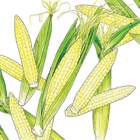 Organic Corn, Chinese Baby 1/4 Lb - Grow Organic Organic Corn, Chinese Baby 1/4 lb Vegetable Seeds