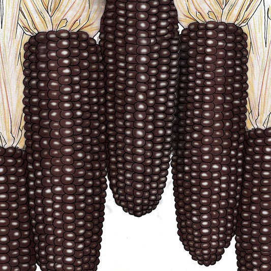 Organic Corn, Dakota Black Popcorn 1/4 Lb - Grow Organic Organic Corn, Dakota Black Popcorn 1/4 lb Vegetable Seeds