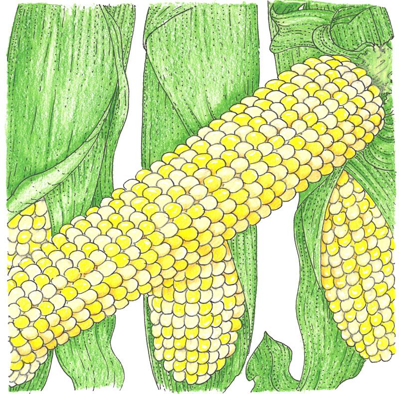 Organic Corn, Double Standard (1/2 lb) - Grow Organic Organic Corn, Double Standard (1/2 lb) Vegetable Seeds