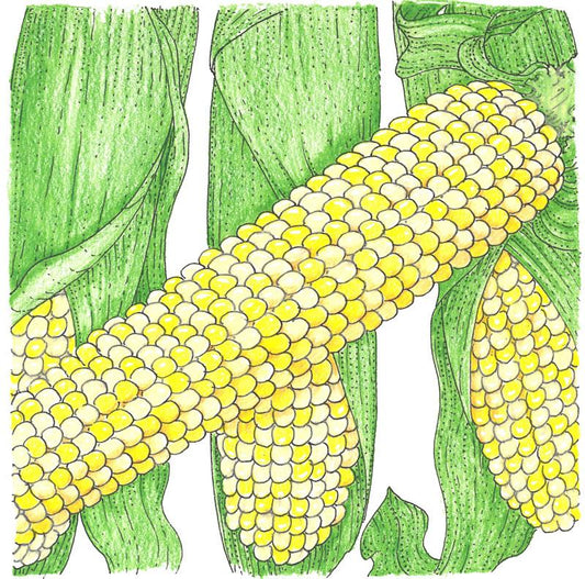 Organic Corn, Double Standard (1/2 lb) - Grow Organic Organic Corn, Double Standard (1/2 lb) Vegetable Seeds