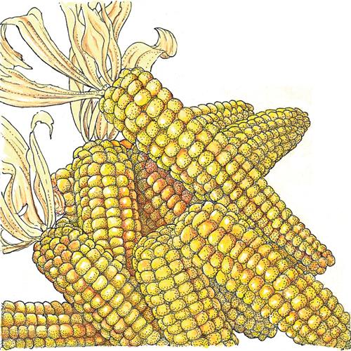Organic Corn, Tom Thumb Popcorn (1/4 lb) - Grow Organic Organic Corn, Tom Thumb Popcorn (1/4 lb) Vegetable Seeds