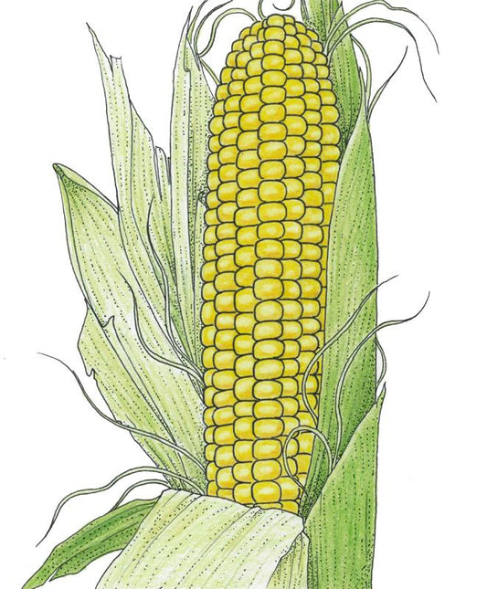Organic Corn, Top Hat (1/4 lb) - Grow Organic Organic Corn, Top Hat (1/4 lb) Vegetable Seeds