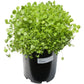 Organic Crimson Clover - Raw Seed (lb) - Grow Organic