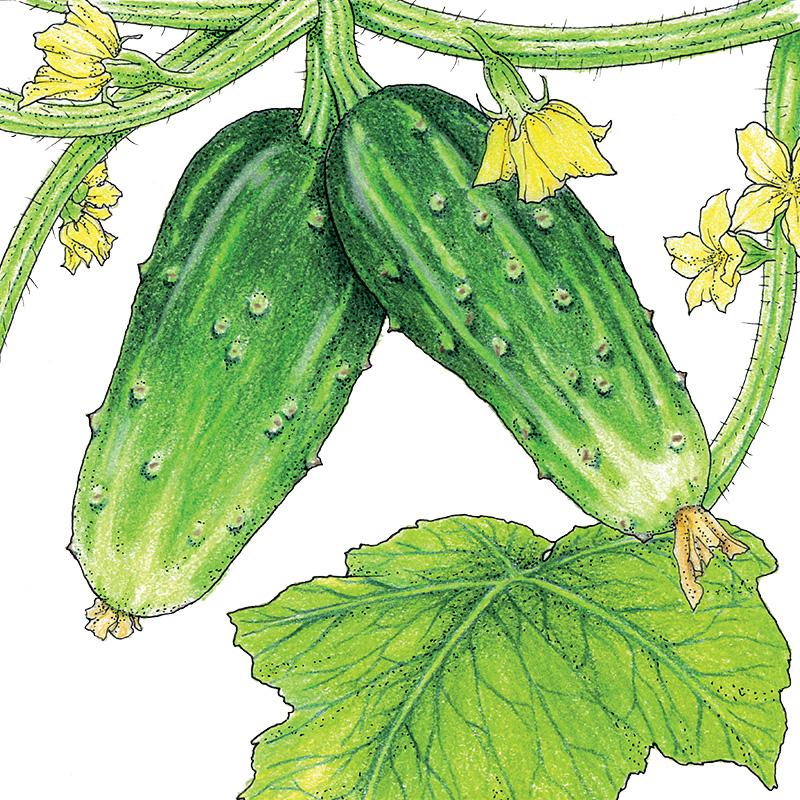 Organic Cucumber, Double Yield 1/4 Lb - Grow Organic Organic Cucumber, Double Yield 1/4 lb Vegetable Seeds