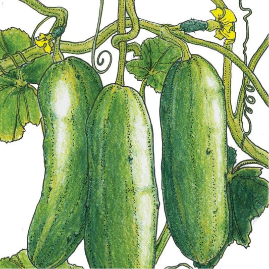 Organic Cucumber, Green Finger (1 oz) - Grow Organic Organic Cucumber, Green Finger (1 oz) Vegetable Seeds