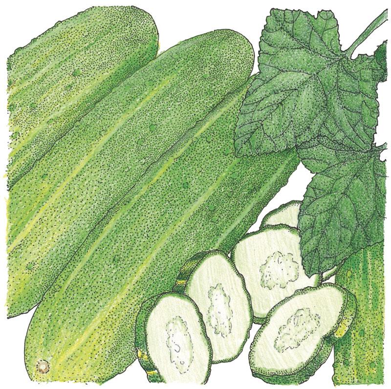 Organic Cucumber, National Pickling (1 oz) - Grow Organic Organic Cucumber, National Pickling (1 oz) Vegetable Seeds