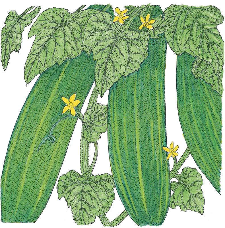 Organic Cucumber, Straight Eight (1/4 lb) - Grow Organic Organic Cucumber, Straight Eight (1/4 lb) Vegetable Seeds