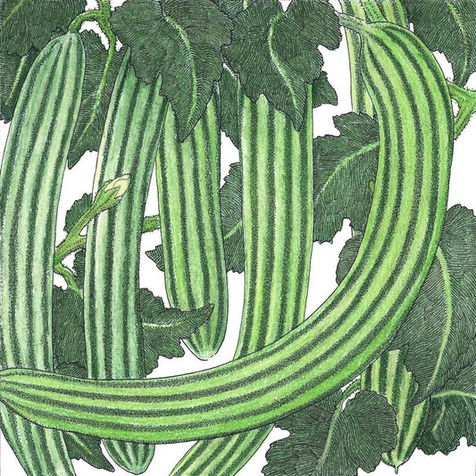 Organic Cucumber, Striped (1/4 lb) - Grow Organic Organic Cucumber, Striped (1/4 lb) Vegetable Seeds