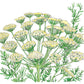 Organic Dill, Bouquet (1/4 lb) - Grow Organic Organic Dill, Bouquet (1/4 lb) Herb Seeds