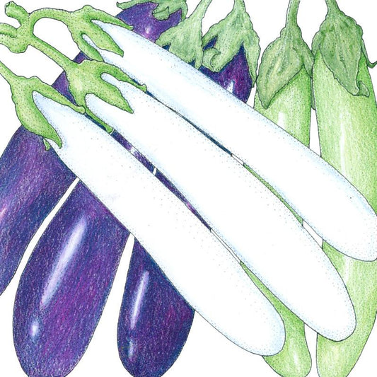 Organic Eggplant, Mixed Fingers (1 oz) - Grow Organic Organic Eggplant, Mixed Fingers (1 oz) Vegetable Seeds