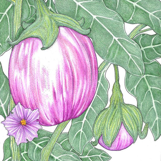 Organic Eggplant, Rosa Bianca (1 oz) - Grow Organic Organic Eggplant, Rosa Bianca (1 oz) Vegetable Seeds