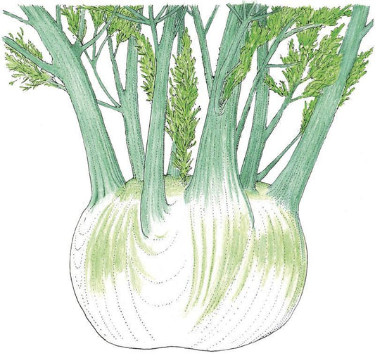 Organic Fennel, Florence (1/4 lb) - Grow Organic Organic Fennel, Florence (1/4 lb) Herb Seeds