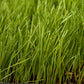 Organic Festulolium, Rye Fescue - Grow Organic Organic Festulolium, Rye Fescue (lb) Cover Crop