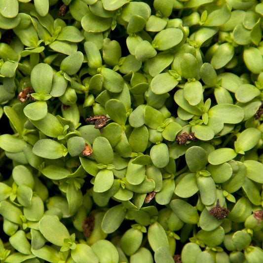 Organic Flax Seed (lb) Grow Organic