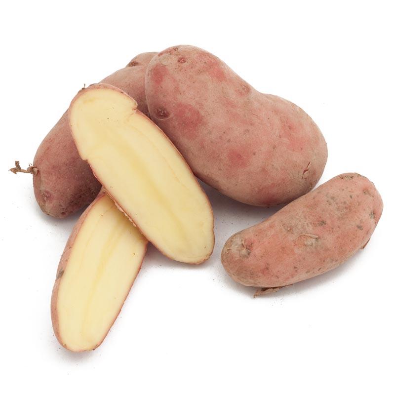 Organic French Fingerling Seed Potato (lb) Grow Organic