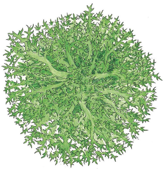 Organic Greens, Endive Tres Fine (1 oz) - Grow Organic Organic Greens, Endive Tres Fine (1 oz) Vegetable Seeds
