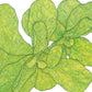 Organic Greens, Mache (1 oz) - Grow Organic Organic Greens, Mache (1 oz) Vegetable Seeds