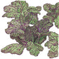 Organic Greens, Mustard Giant Red (1/4 lb) - Grow Organic Organic Greens, Mustard Giant Red (1/4 lb) Vegetable Seeds