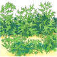 Organic Greens, Mustard Mizuna (1/4 lb) - Grow Organic Organic Greens, Mustard Mizuna (1/4 lb) Vegetable Seeds