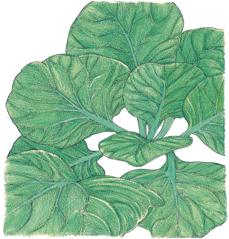 Organic Greens, Mustard Tatsoi (1/4 lb) - Grow Organic