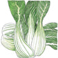Organic Greens, Pak Choi (1/4 lb) - Grow Organic Organic Greens, Pak Choi (1/4 lb) Vegetable Seeds