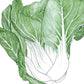 Organic Greens, Pak Choi Baby Shanghai (1/4 lb) Organic Greens, Pak Choi Baby Shanghai (1/4 lb) Vegetable Seeds