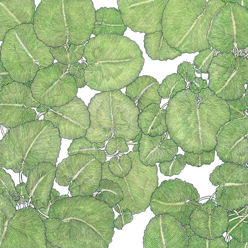 Organic Greens, Watercress (1 oz) - Grow Organic Organic Greens, Watercress (1 oz) Vegetable Seeds