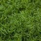 Organic Hairy Vetch - Raw Seed - Grow Organic Organic Hairy Vetch - Raw Seed (lb) Cover Crop