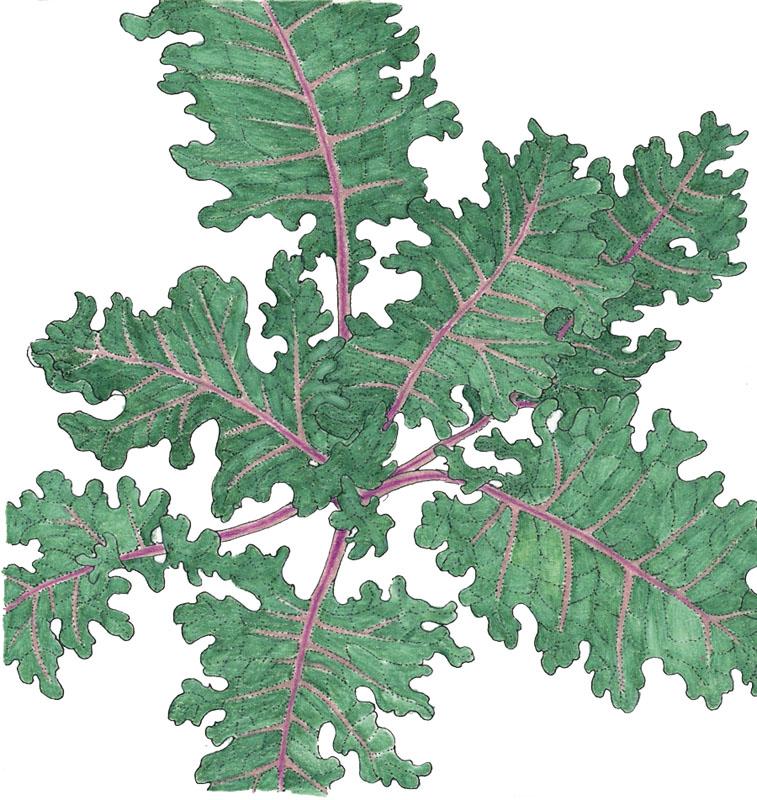 Organic Kale, Red Russian (1/4 lb) - Grow Organic Organic Kale, Red Russian (1/4 lb) Vegetable Seeds