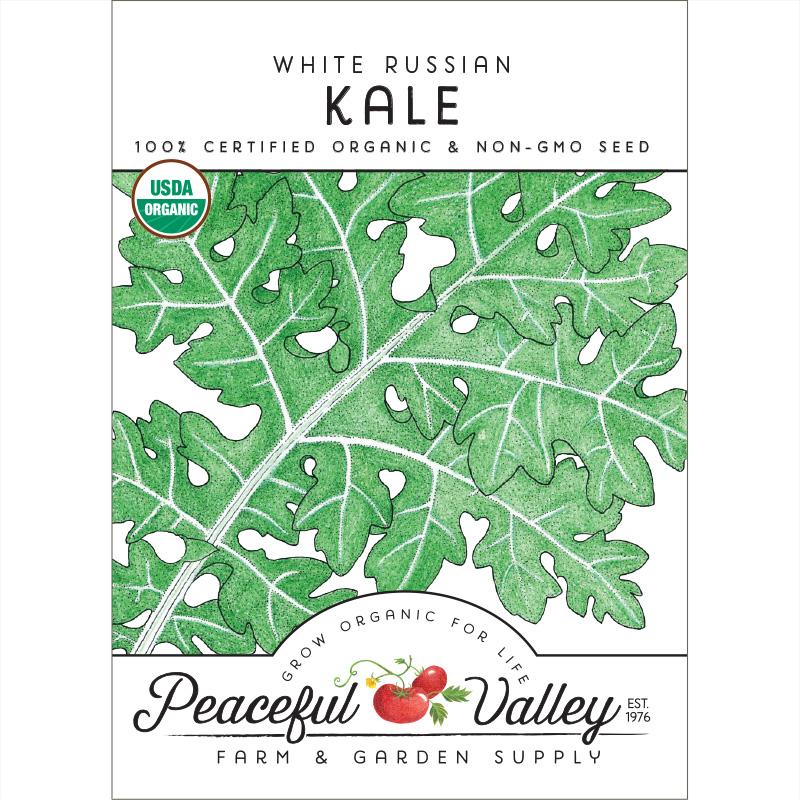 White Russian Kale Seeds (Organic) - Grow Organic White Russian Kale Seeds (Organic) Vegetable Seeds