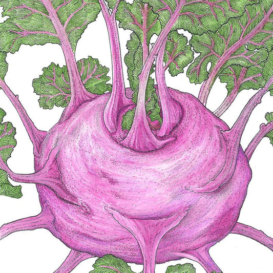 Organic Kohlrabi, Purple Vienna (1/4 lb) - Grow Organic Organic Kohlrabi, Purple Vienna (1/4 lb) Vegetable Seeds