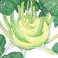 Organic Kohlrabi, White (1 oz) - Grow Organic Organic Kohlrabi, White (1 oz) Vegetable Seeds