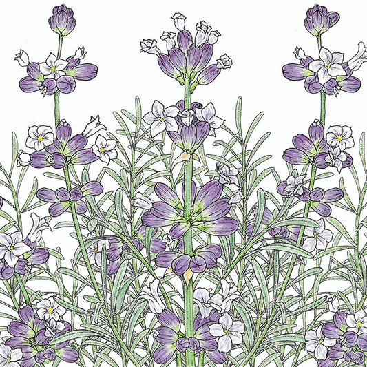 Organic Lavender, English-Vera 1 oz - Grow Organic Organic Lavender, English-Vera 1 oz Herb Seeds