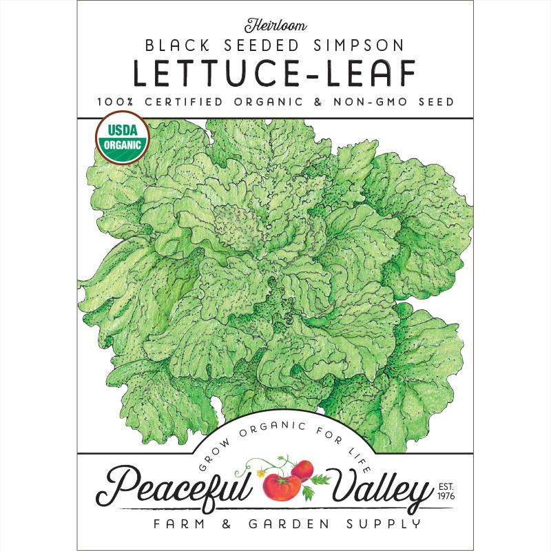 Black Seeded Simpson Lettuce Seeds (Organic) - Grow Organic Black Seeded Simpson Lettuce Seeds (Organic) Vegetable Seeds