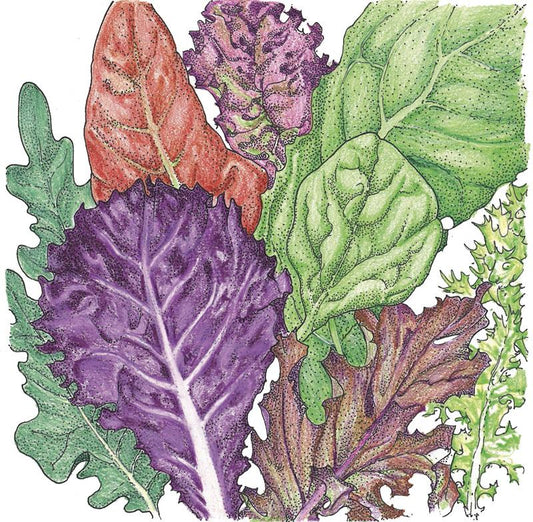 Organic Lettuce, Gourmet Mix (1 oz) - Grow Organic Organic Lettuce, Gourmet Mix (1 oz) Vegetable Seeds