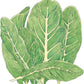 Organic Lettuce, Little Gem (1/4 lb) - Grow Organic Organic Lettuce, Little Gem (1/4 lb) Vegetable Seeds
