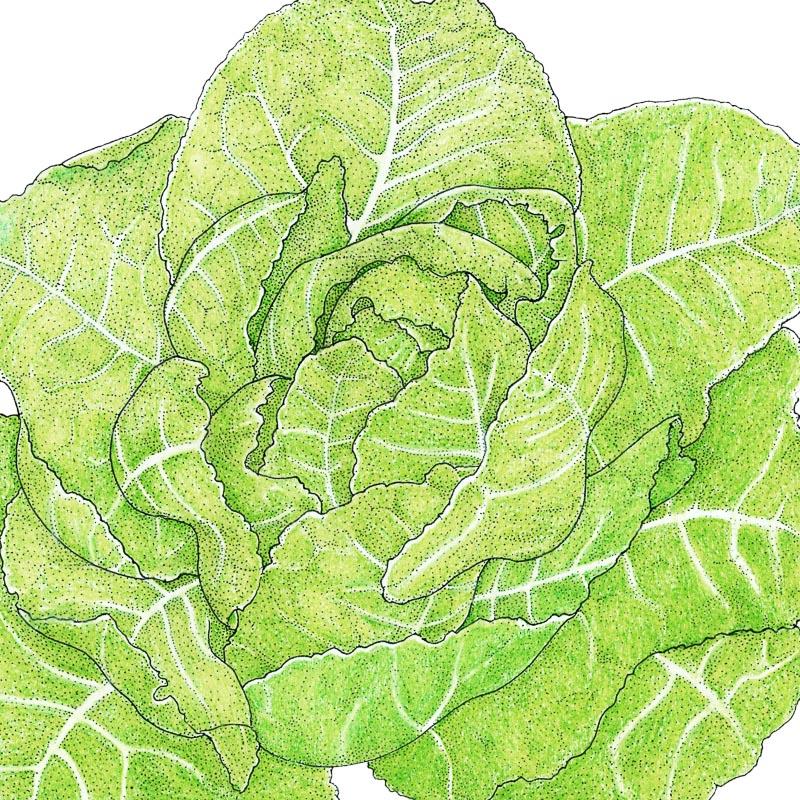 Organic Lettuce, Romaine, Jericho (1 oz) - Grow Organic Organic Lettuce, Romaine, Jericho (1 oz) Vegetable Seeds