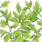 Organic Lovage - Grow Organic Organic Lovage Herb Seeds