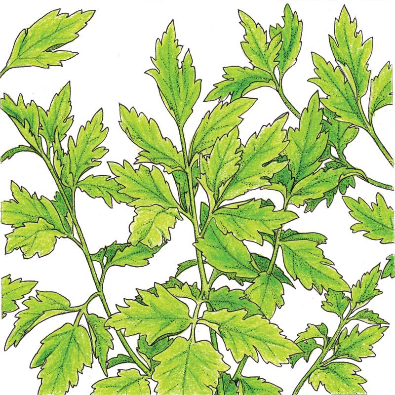 Organic Lovage - Grow Organic Organic Lovage Herb Seeds