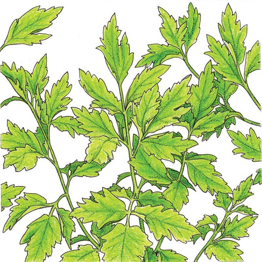 Organic Lovage - Grow Organic Organic Lovage Herb Seeds
