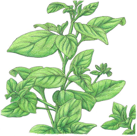 Organic Marjoram (1 oz) - Grow Organic Organic Marjoram (1 oz) Herb Seeds